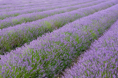 tdl-ride-page-image-gallery-hitchin-lavender-fields-1200x675