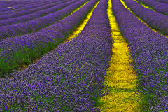 tdl-ride-page-image-gallery-lavender-field-sutton-1200x675
