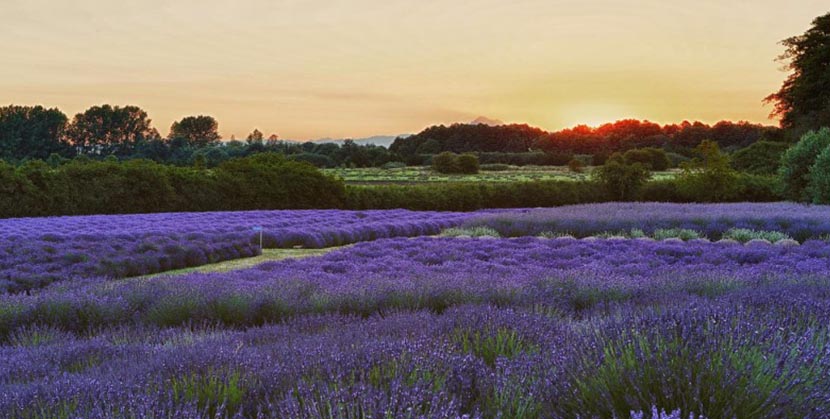 Jardin du Soleil