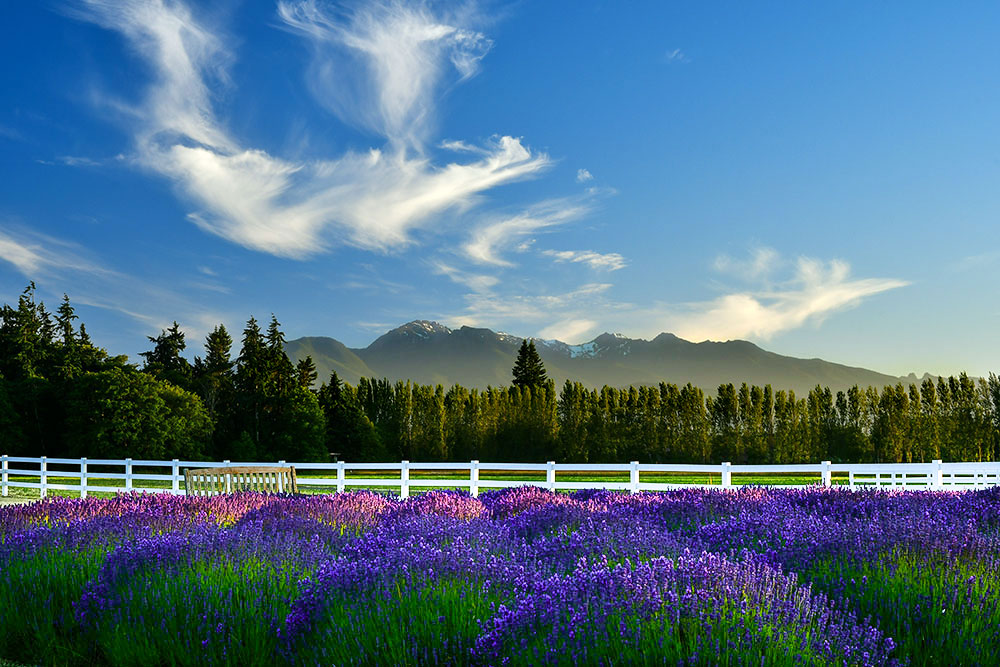 Tour de Lavender