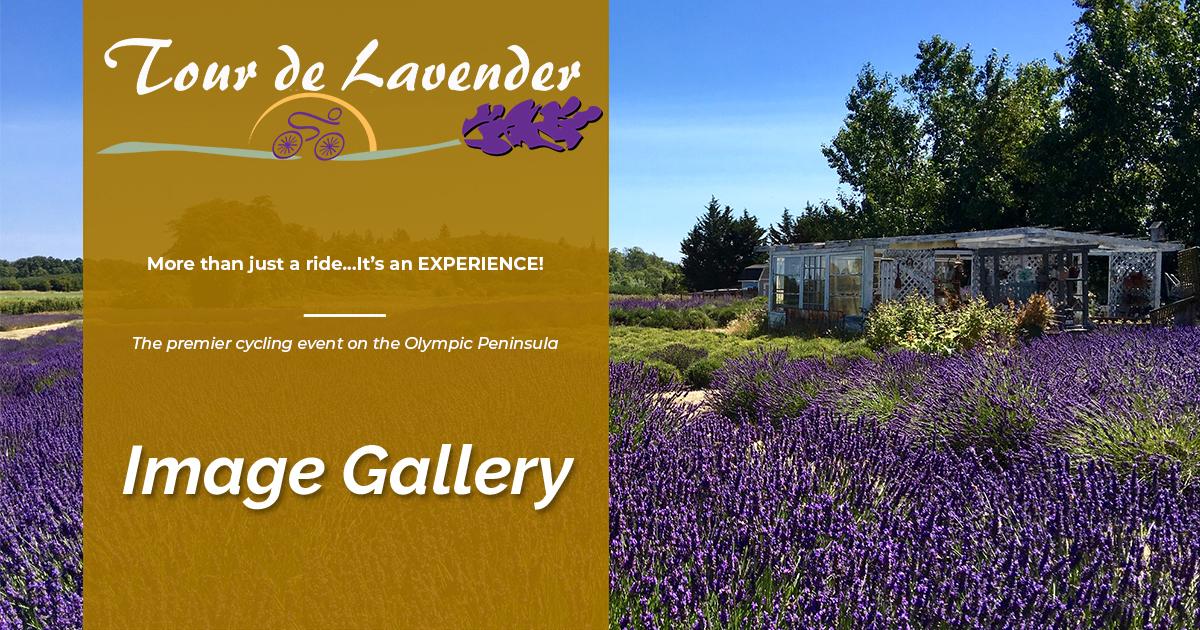 Image Gallery - Tour de Lavender